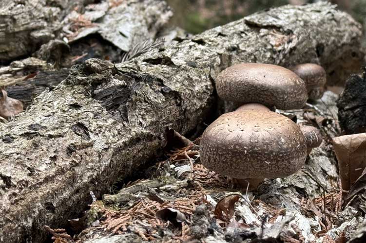 山祇会 フィールドイメージ